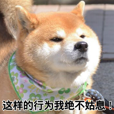 柴犬表情包