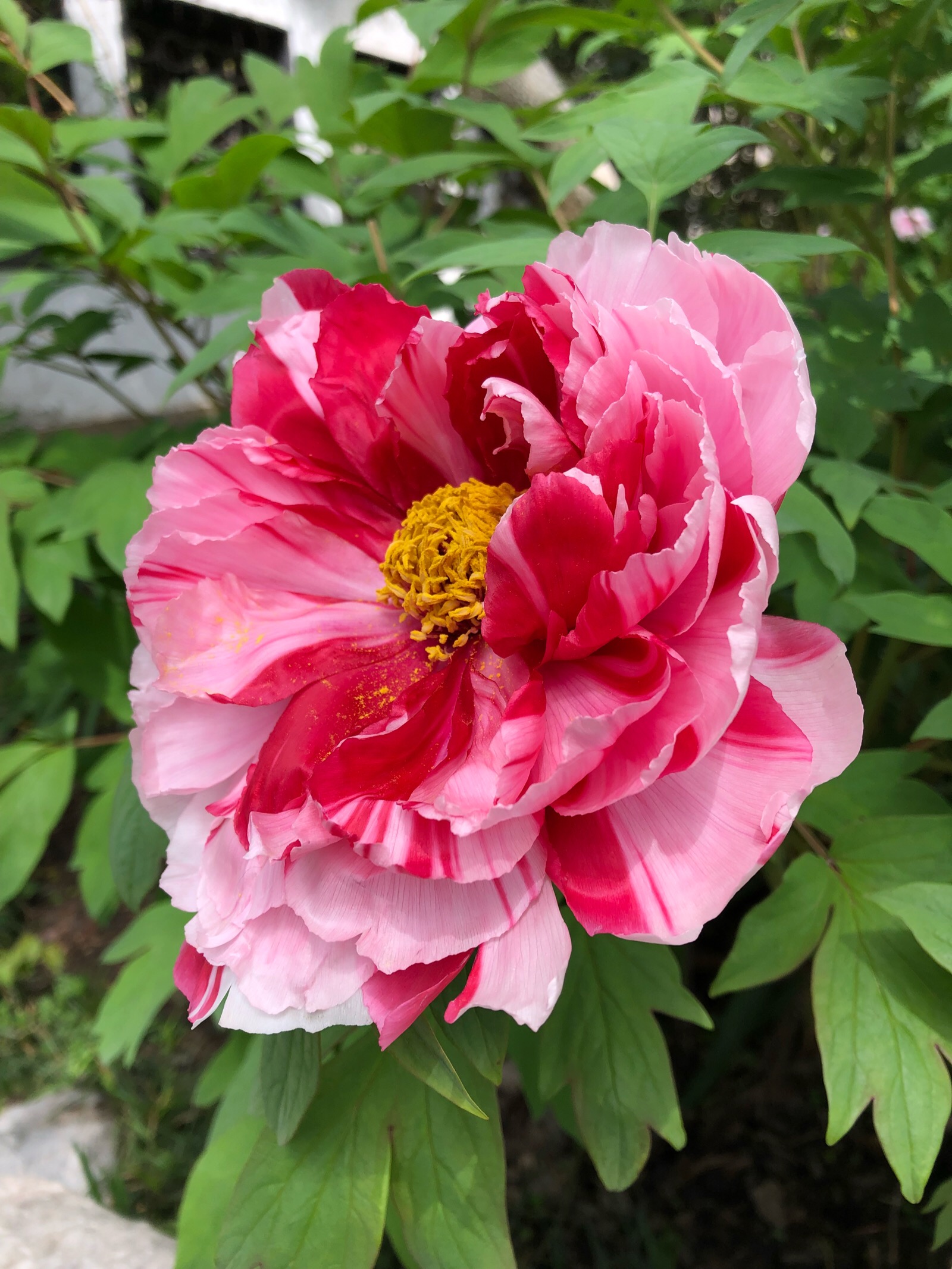 何园里的大牡丹