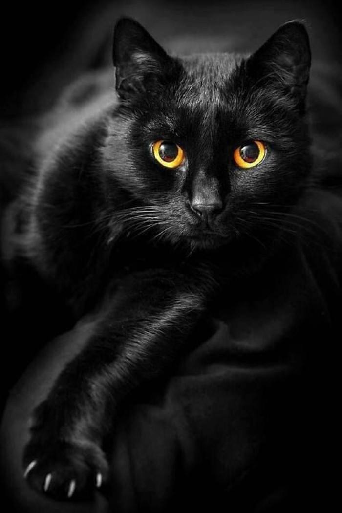 黑猫图片壁纸竖屏图片