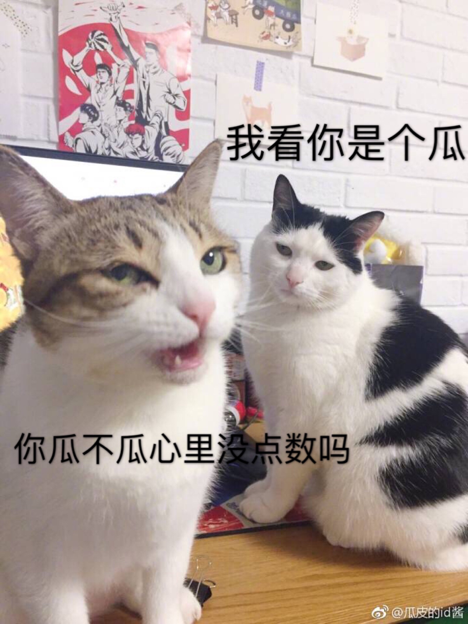 猫表情包 瓜