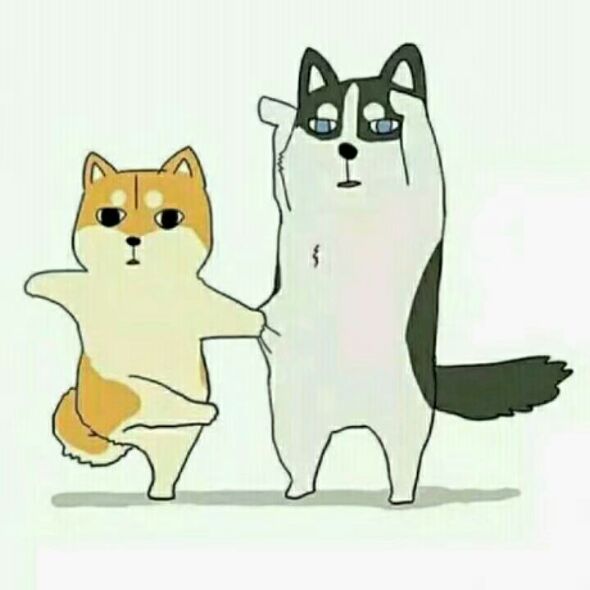 柴犬和二哈