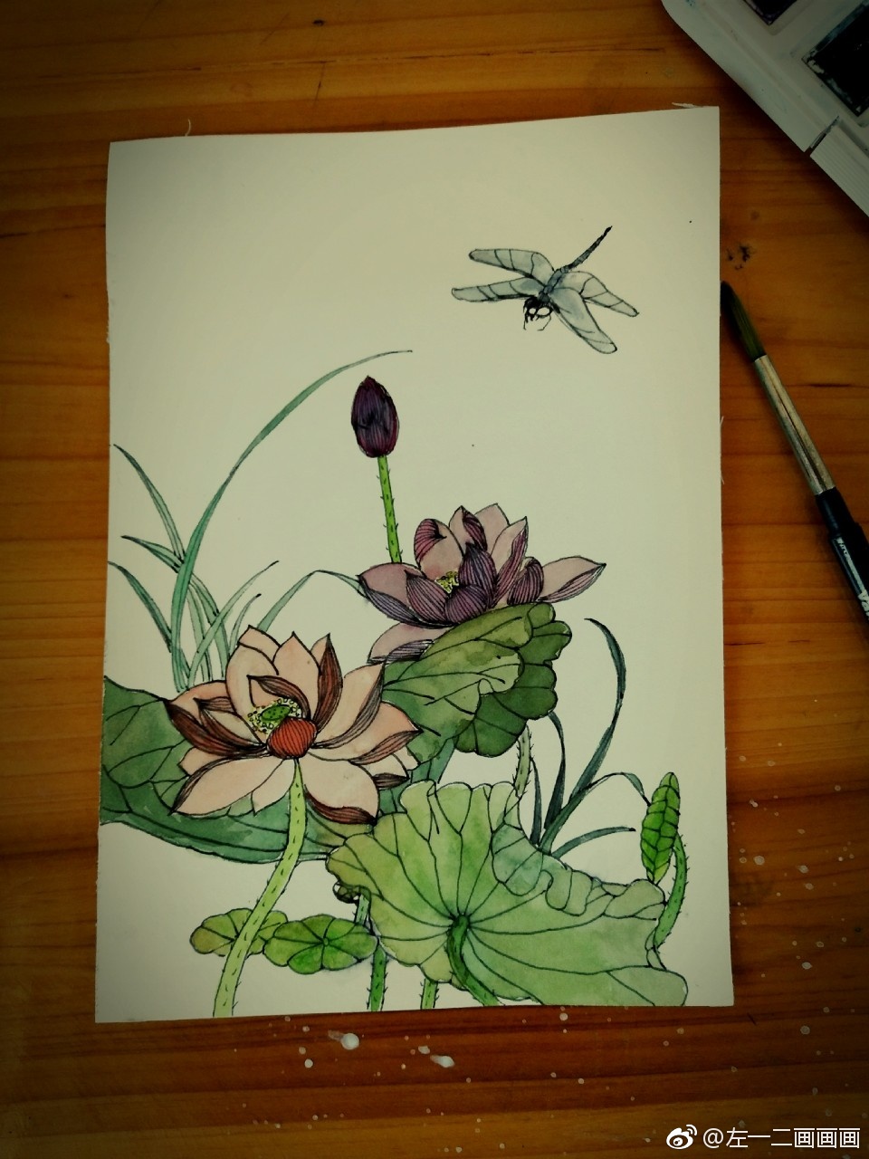 水彩荷花.临摹自魏建军先生的白描作品