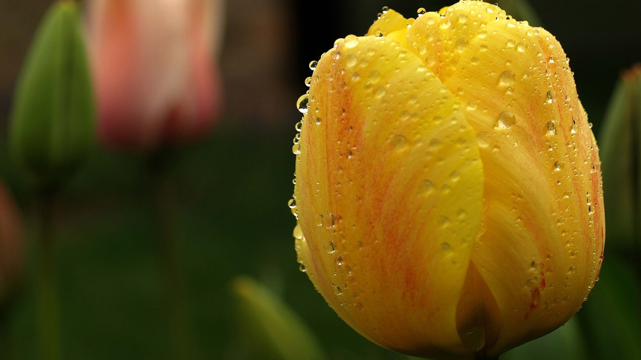 6朵橙色郁金香花语图片