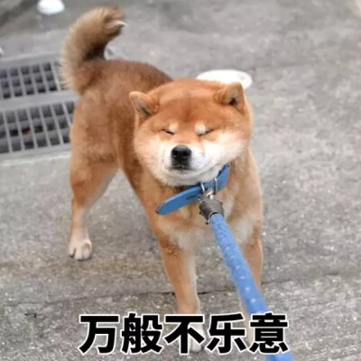 柴犬表情包