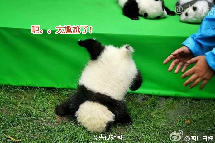 "2016级"大熊猫宝…-堆糖,美好