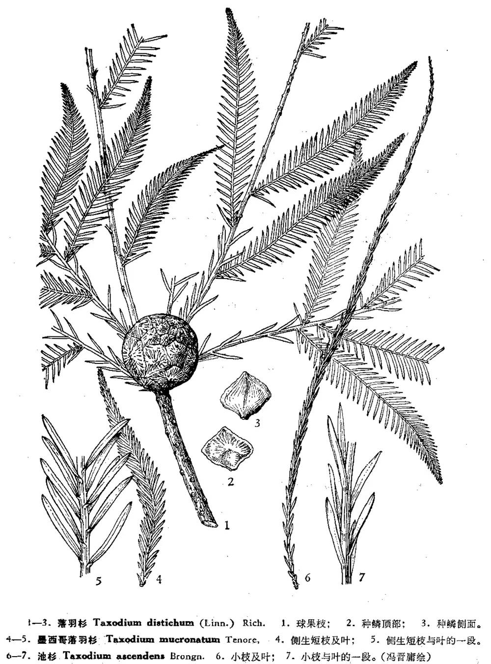 池杉(又名池柏,沼杉,沼落羽松)是落羽杉属(taxodium rich.