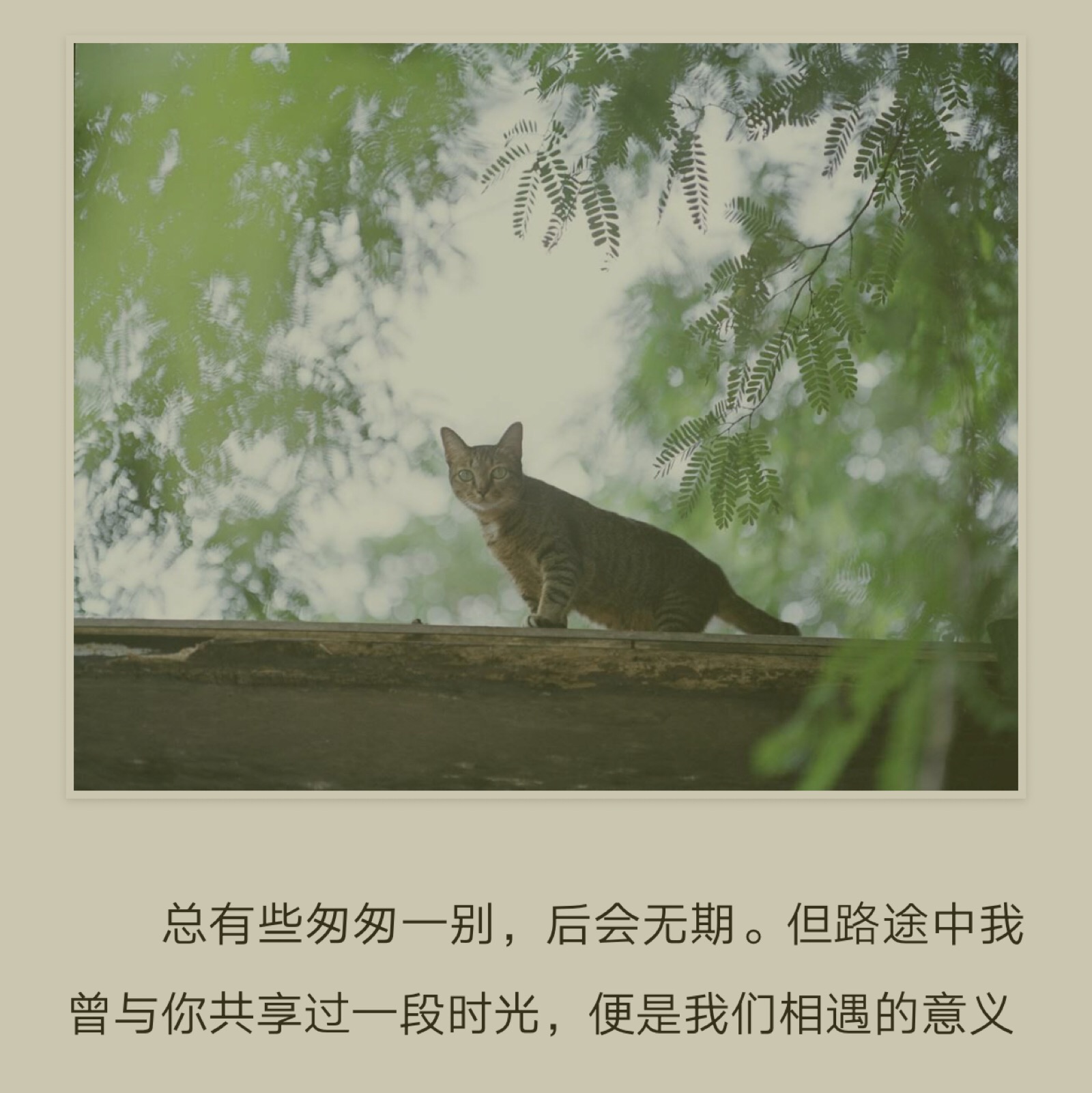 金浩森《人山人海里,你不必记得我》