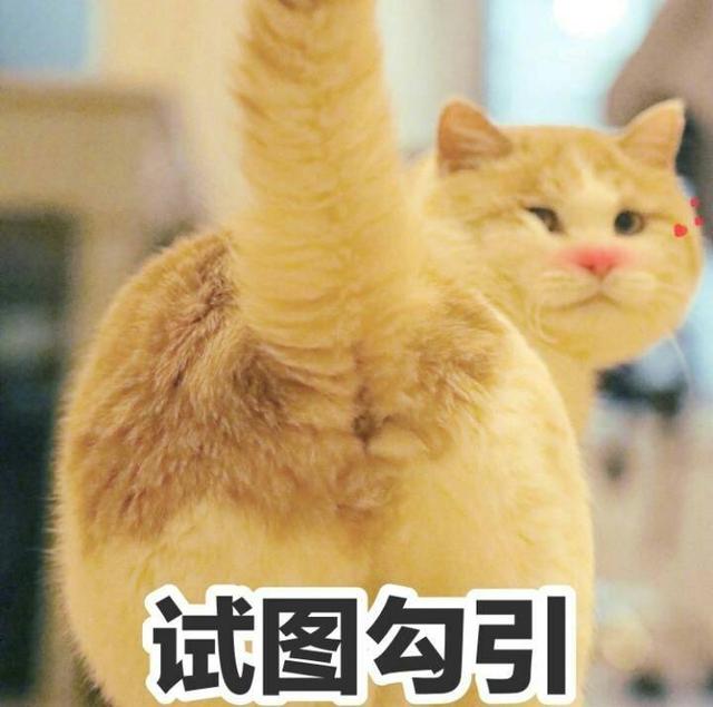猫咪 肥猫 软妹 可爱 卖萌 表情包
