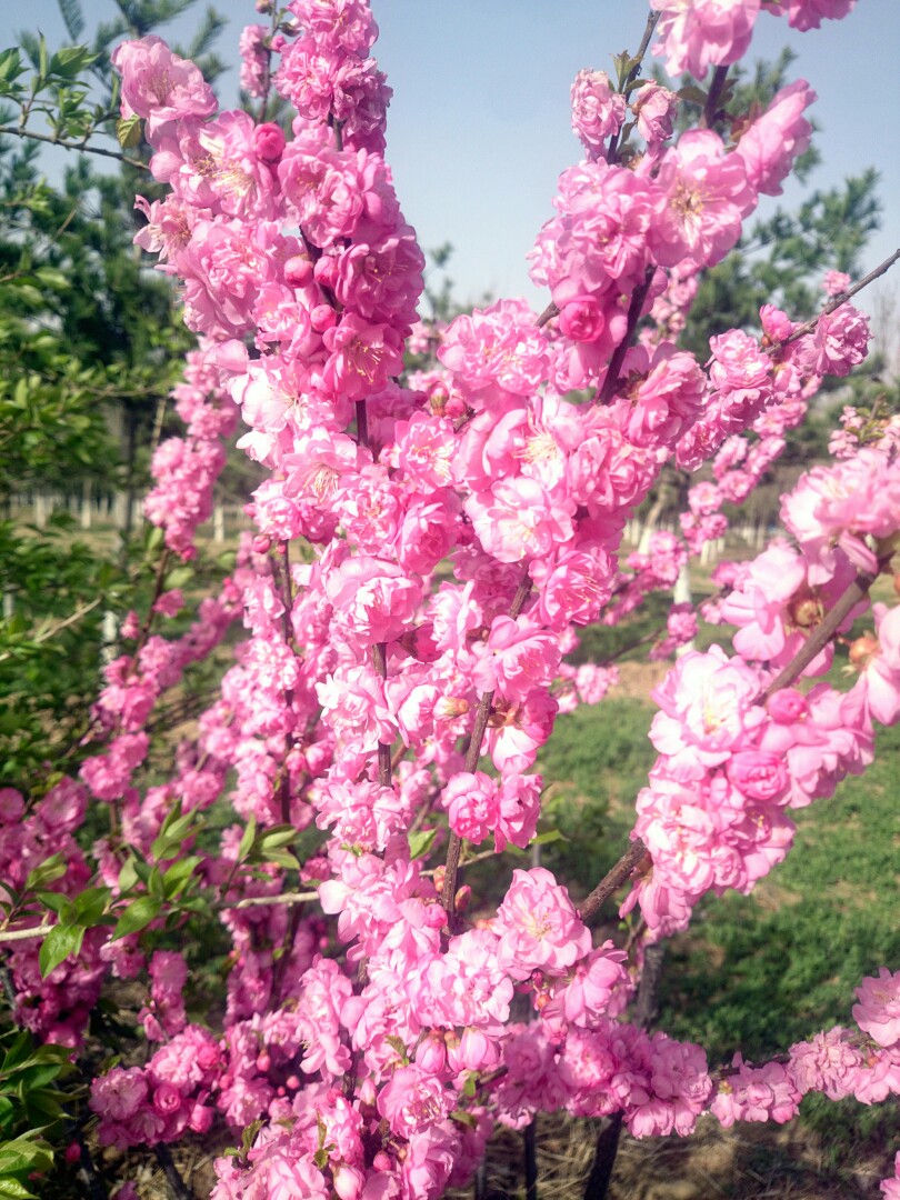 花花草草 春天 清新