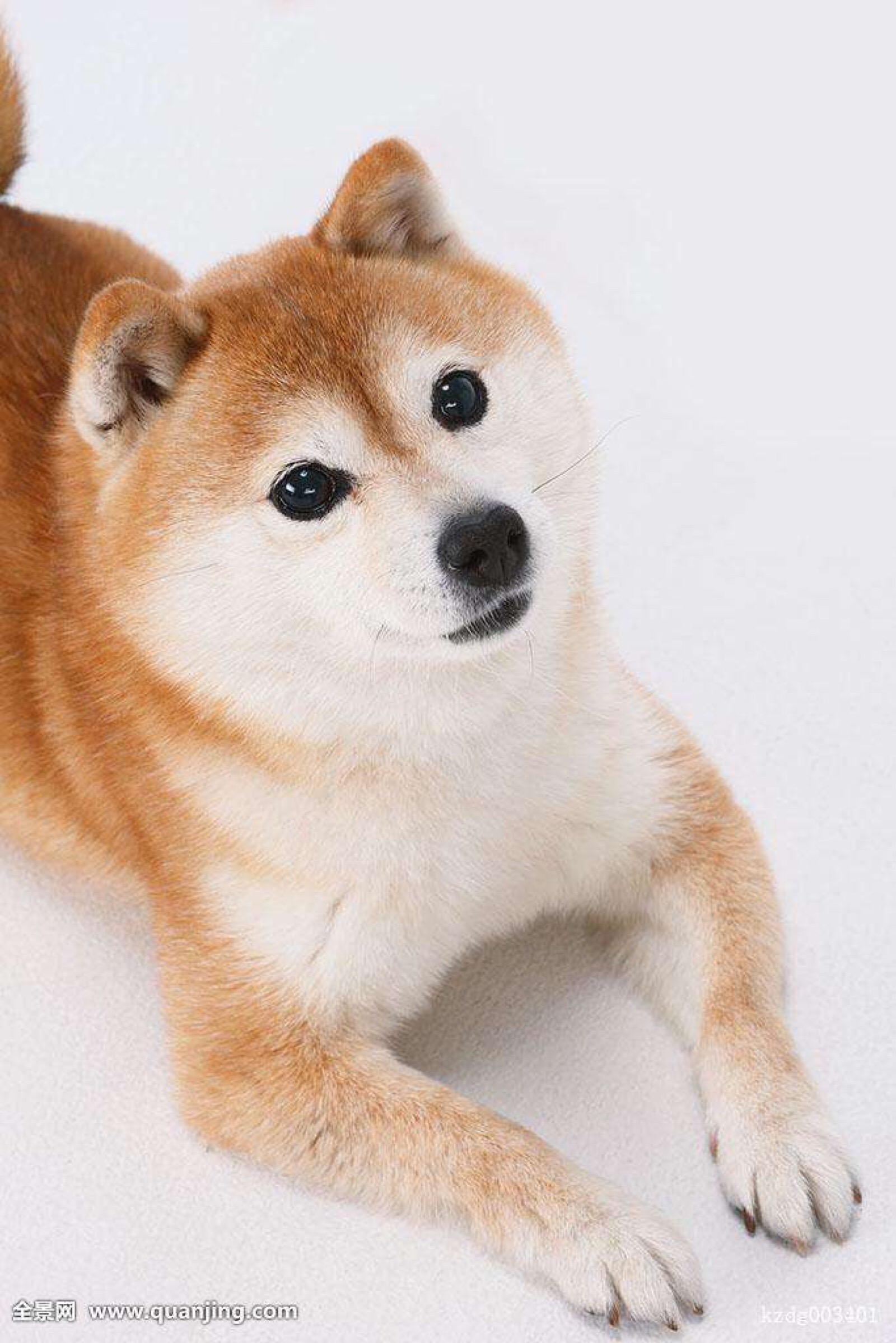 狗儿