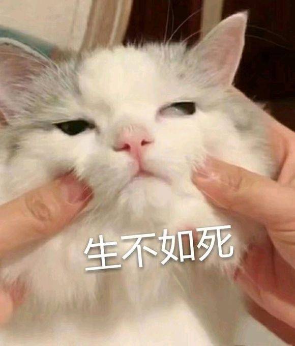 猫 表情包 云养猫
