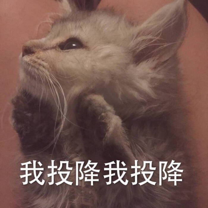 猫猫投降表情包图片