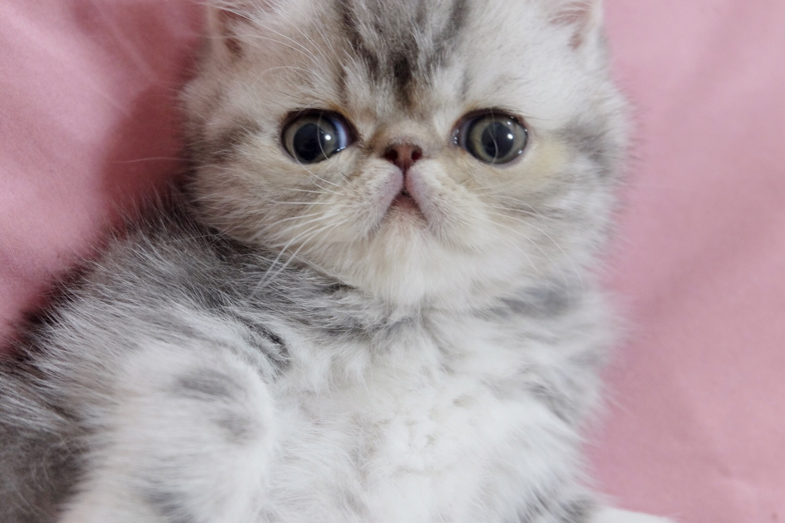 萌宠加菲猫橘子家vx:q-ling21