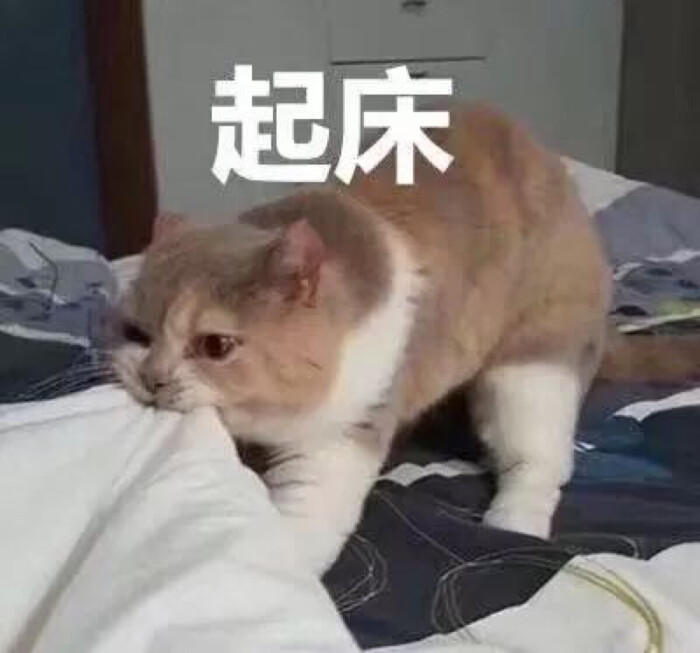 猫 表情包 起床