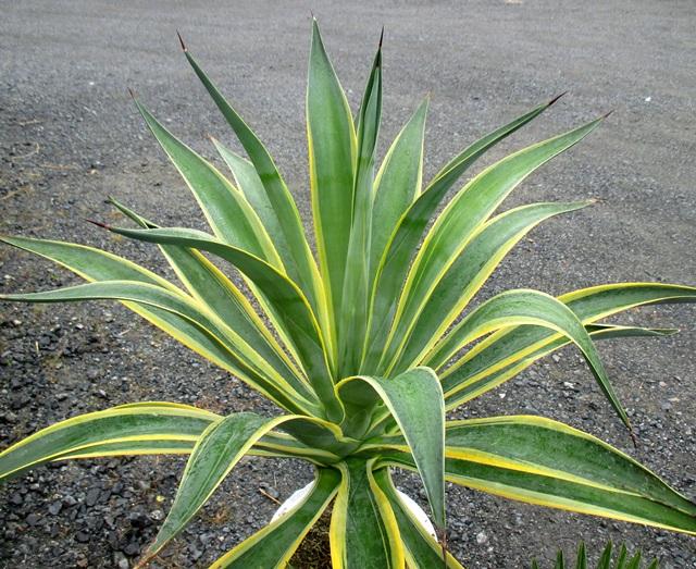 龙舌兰图片植物海南图片