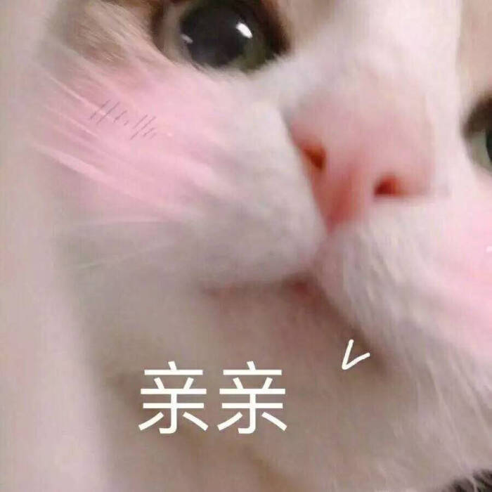 小动物表情包