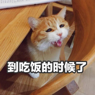 :3)_ 小猫咪以及小猫咪表情包呀