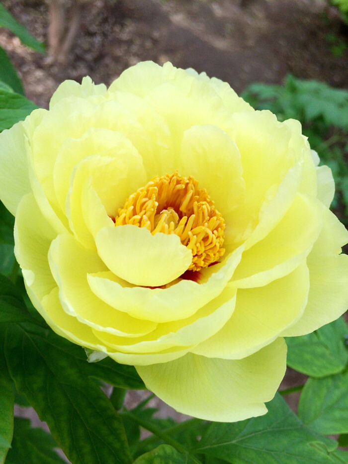 牡丹花 