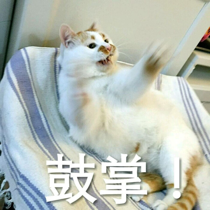 猫咪 肥猫 楼楼 可爱 软妹 卖萌 看戏 表情包