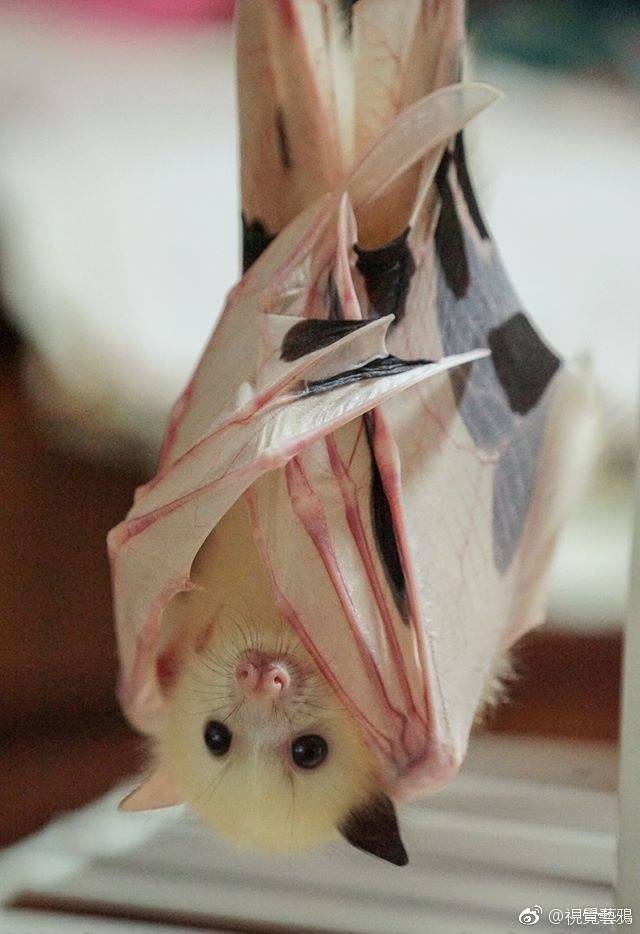 白蝙蝠 萌物 个人审美向收集,图源见水印,侵删