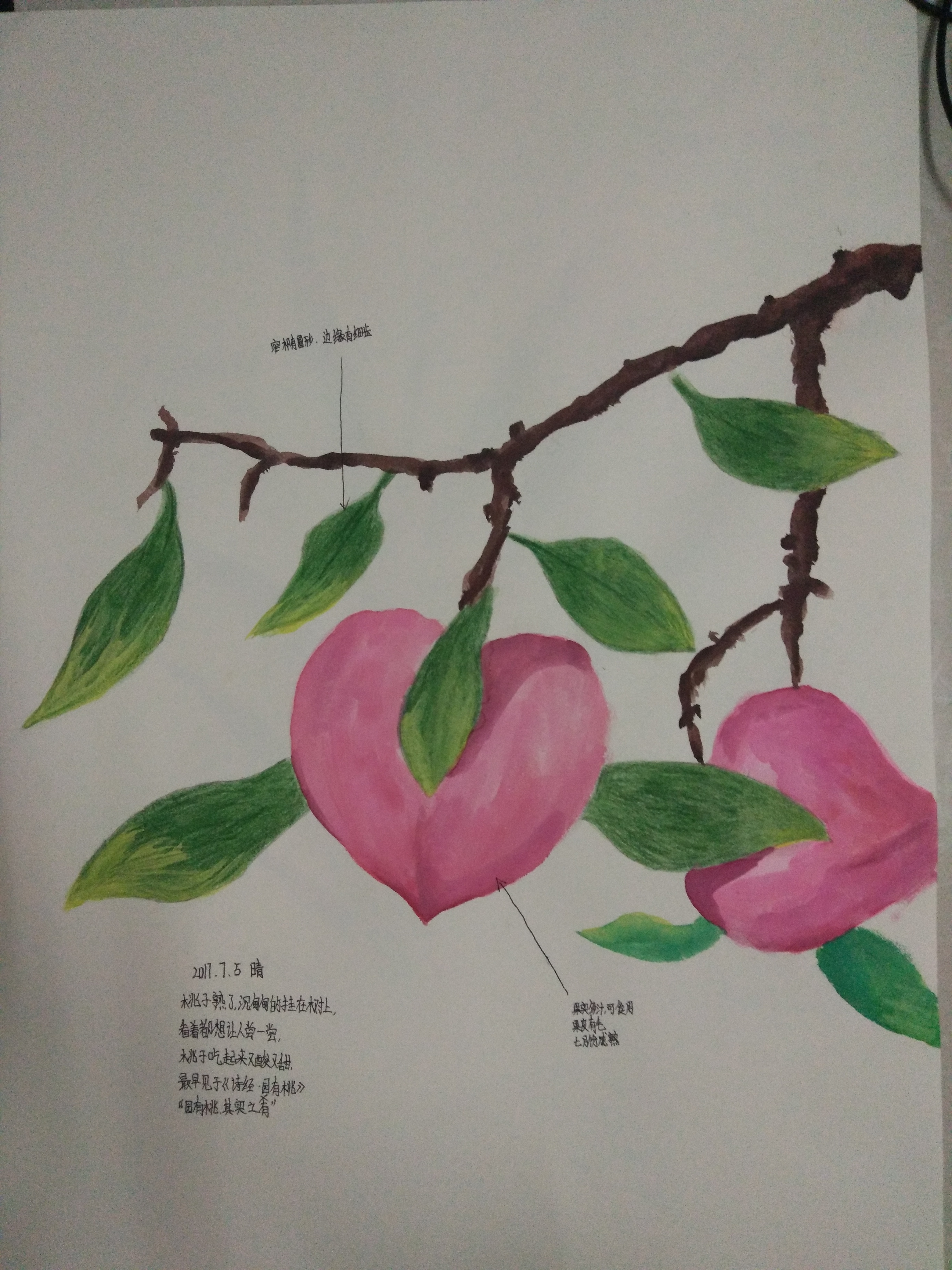 桃花的自然笔记作品图片