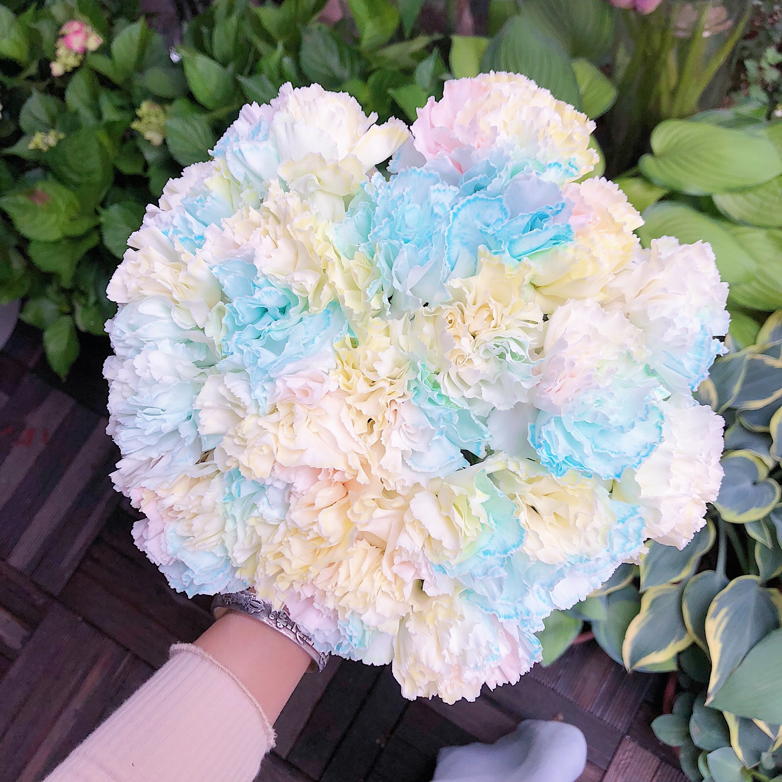 进口吸色康乃馨,棉花糖云一样柔软的颜色