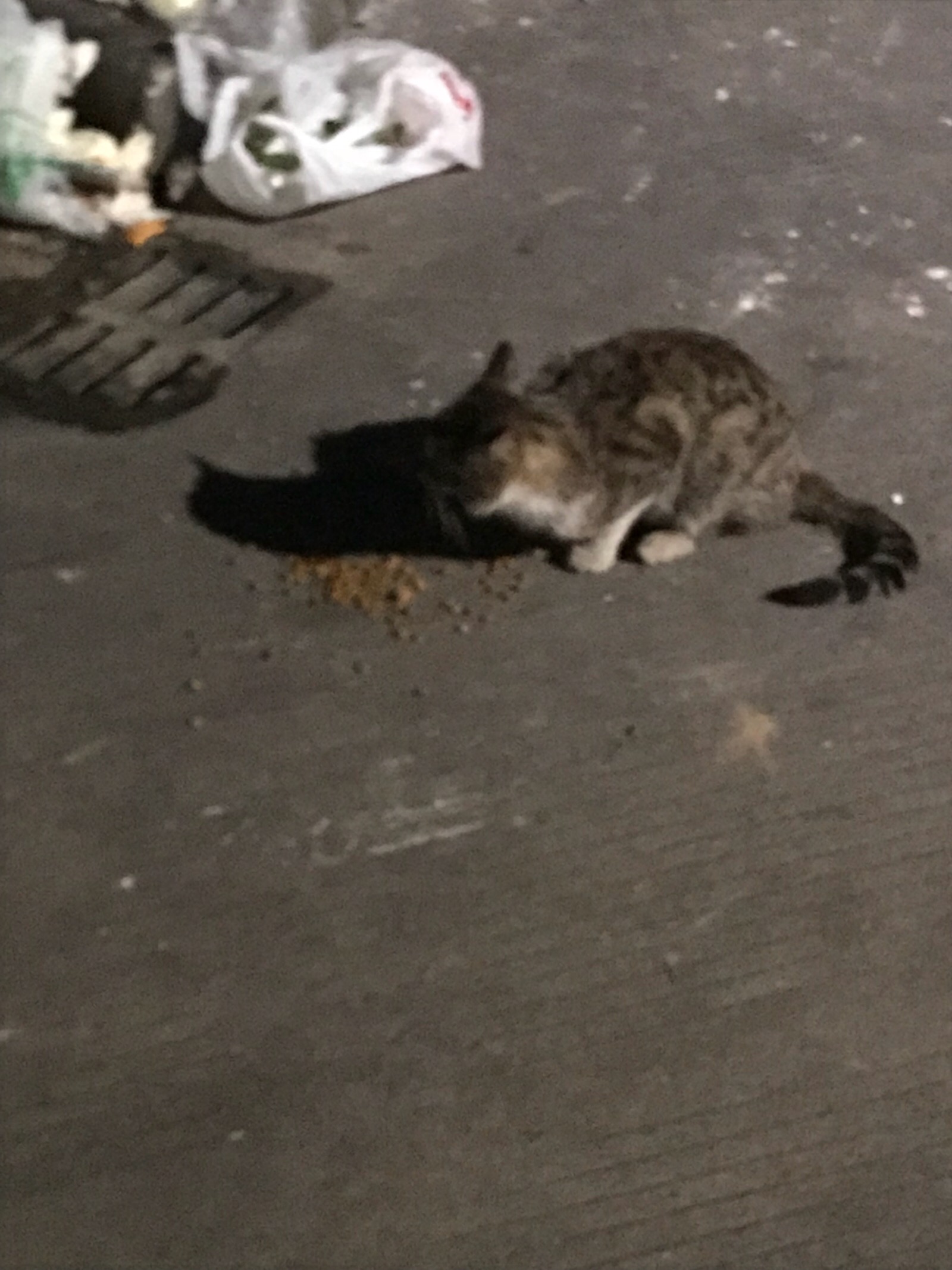 喂流浪猫