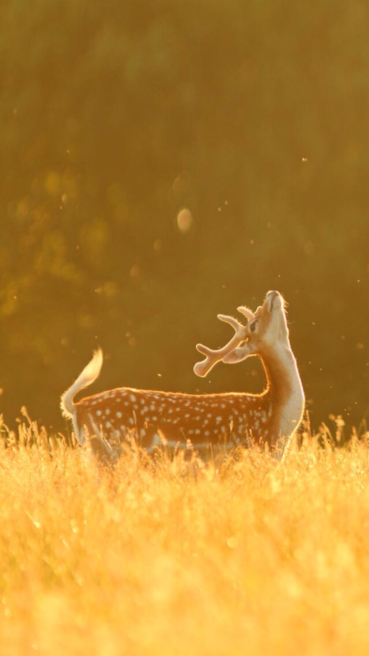 沐浴阳光的鹿鹿