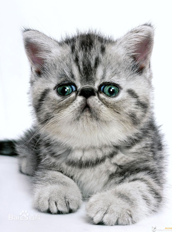 加菲猫灰猫图片