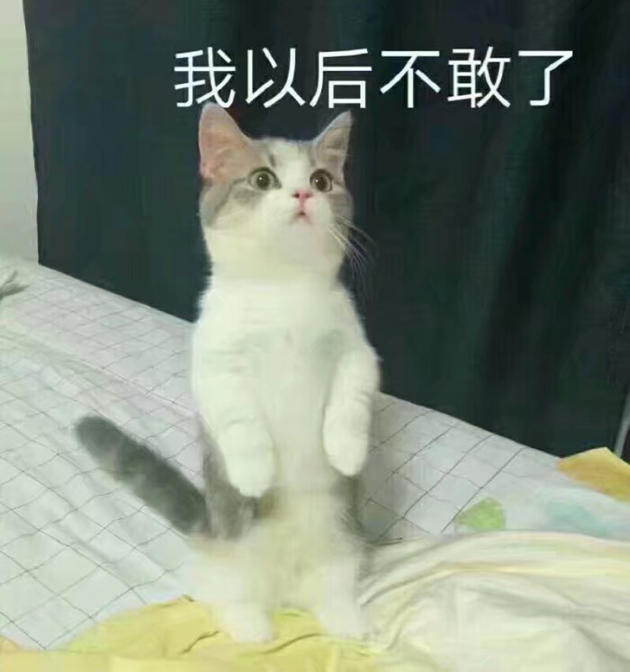 小仙女表情包/可爱表情包/软萌表情包/少女表情包/卖萌表情包/喜欢