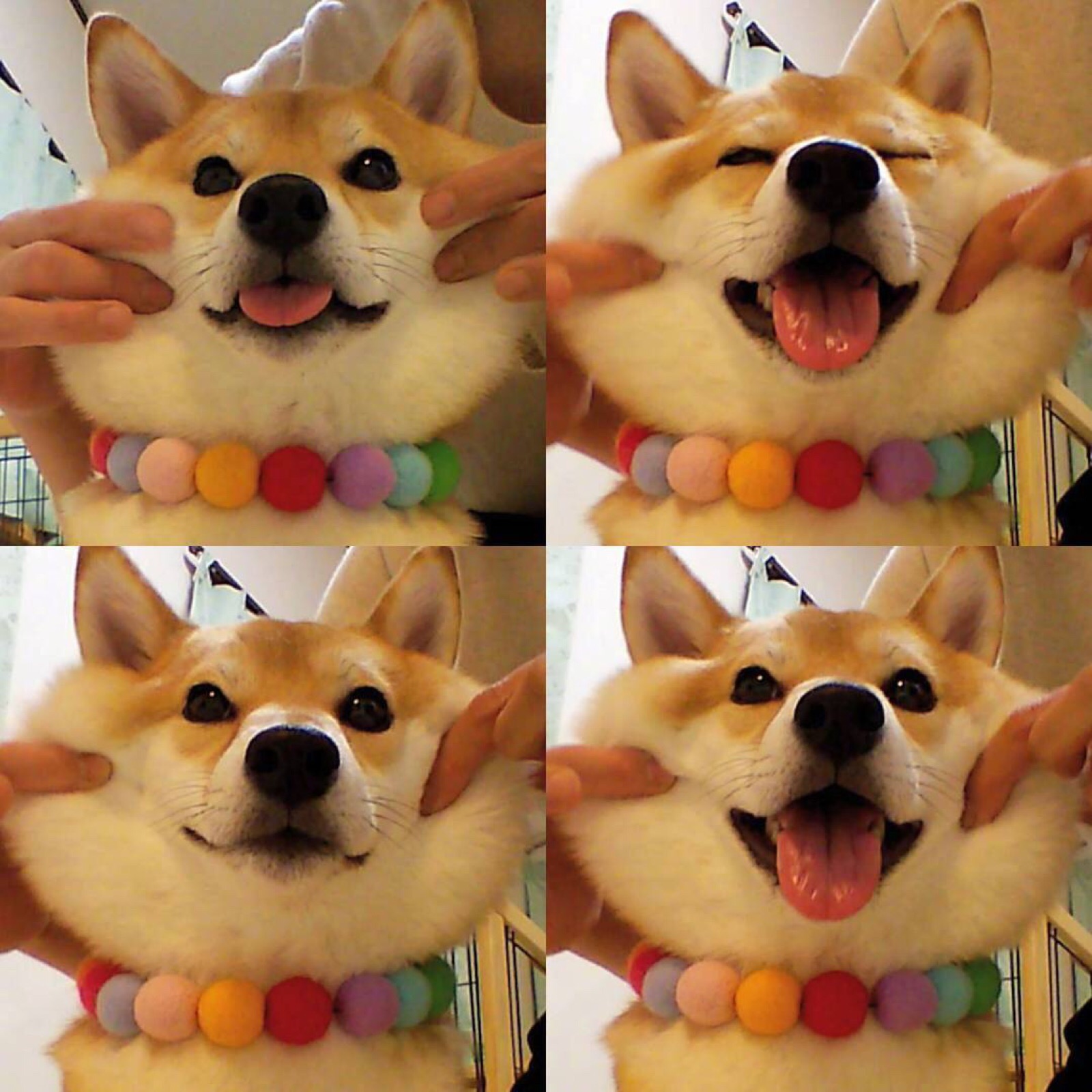 柴犬犬 
