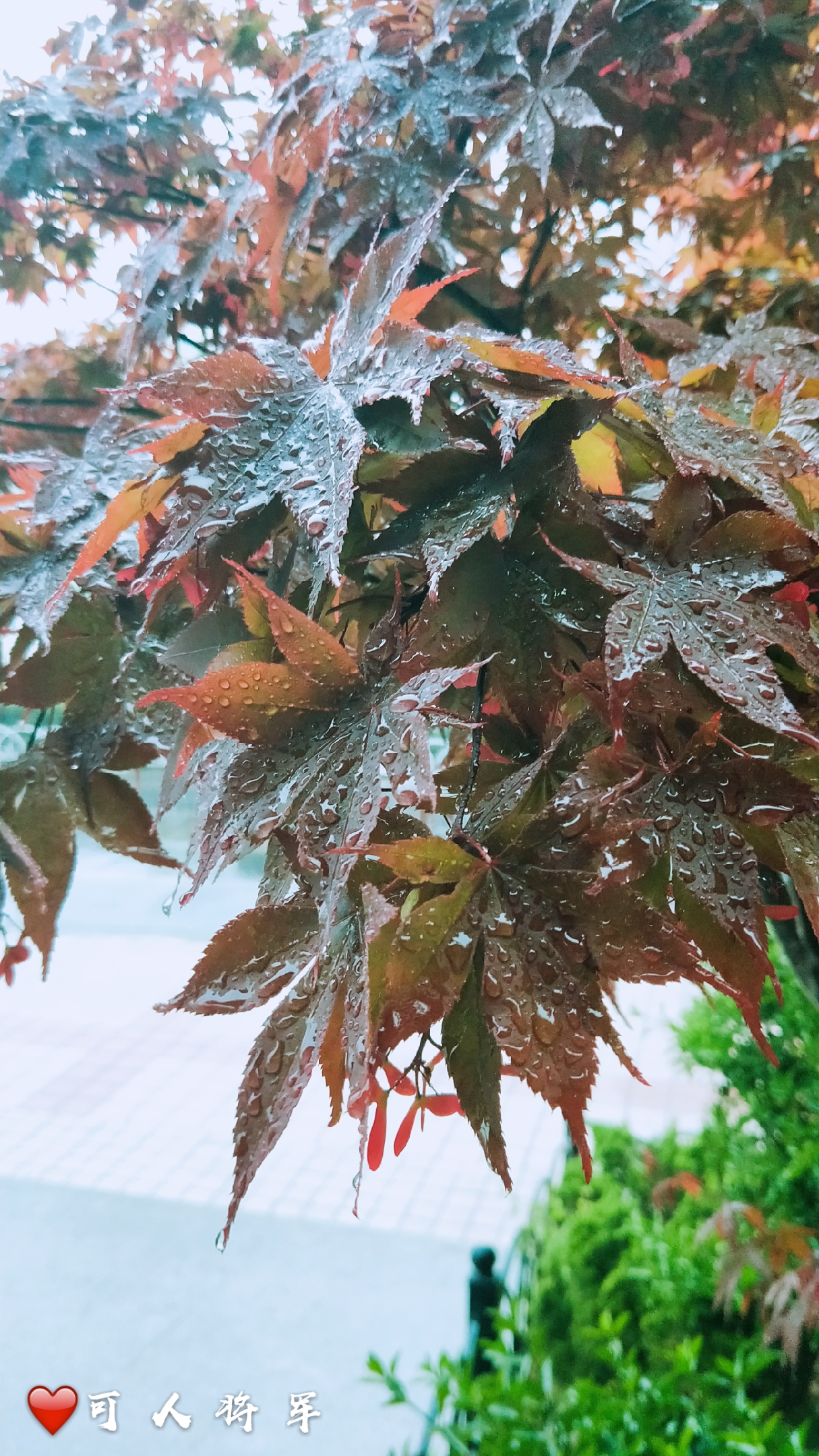 最美下雨天图片