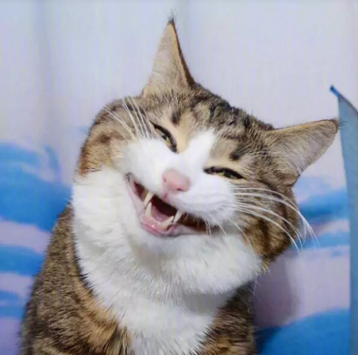 猫咪贱笑表情包图片