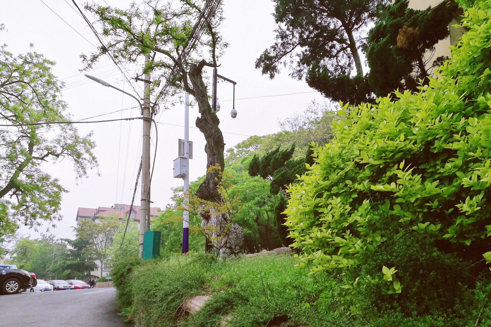 青岛龙山路图片