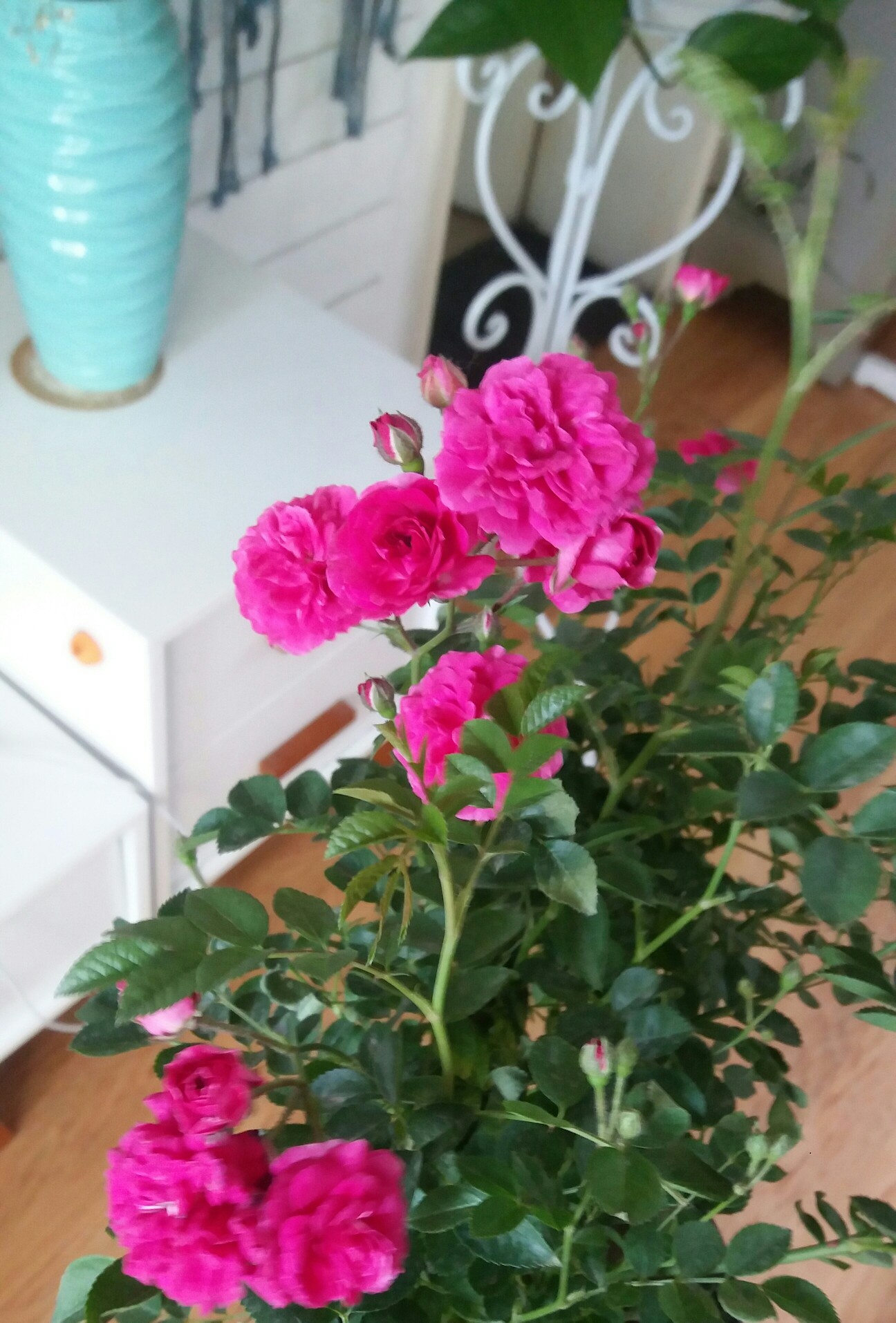 红蔷薇 