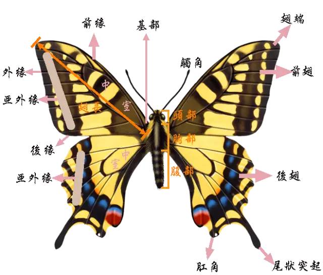 蝴蝶的特征外貌图片