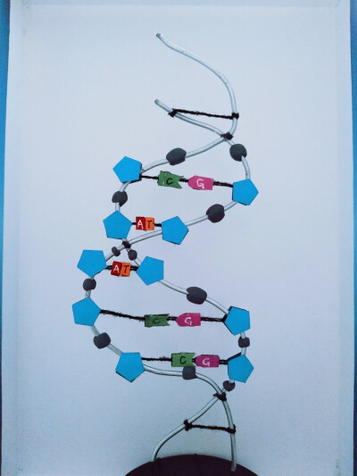 dna分子模型的制作简单图片