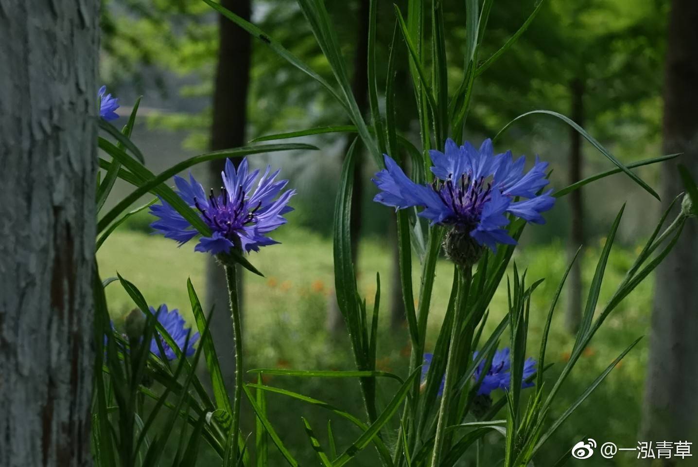 矢车菊