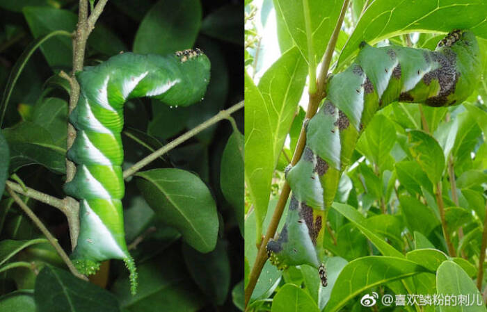 丁香天蛾 霜天蛾