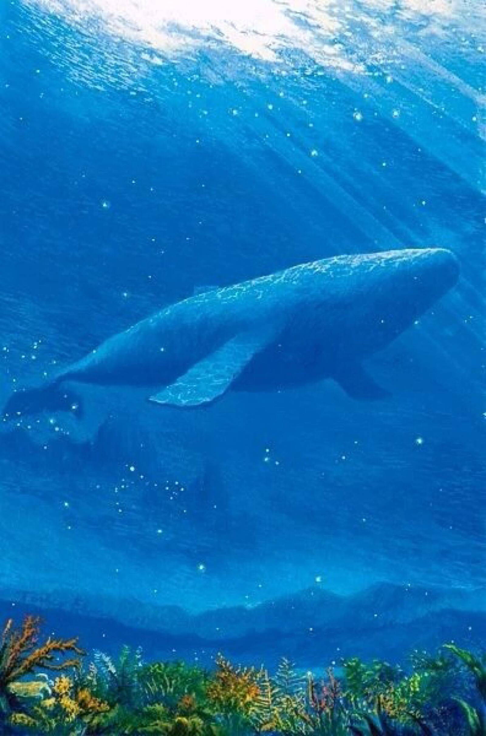 小鲸鱼手机壁纸图片