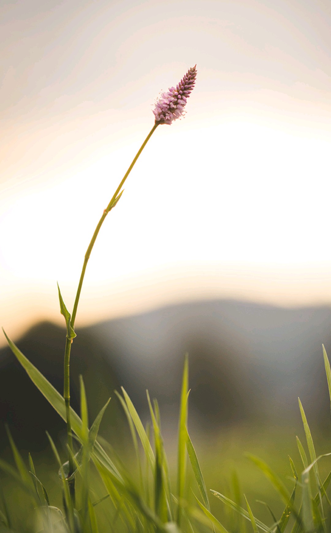 鲜花 植物 季节 节气 四季 壁纸