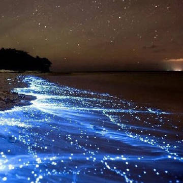 双月湾荧光海滩图片
