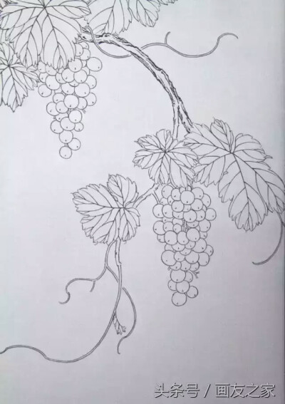 素描葡萄简单图片