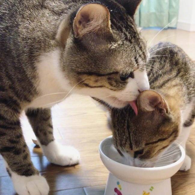 喵喵喵 猫咪 猫奴 铲屎官 吸猫 云养猫 萌 软萌 小可爱 超萌 爱宠