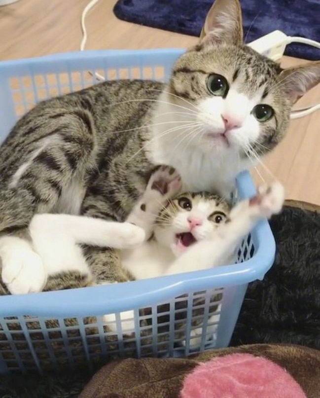 喵喵喵 猫咪 猫奴 铲屎官 吸猫 云养猫 萌 软萌 小可爱 超萌 爱宠
