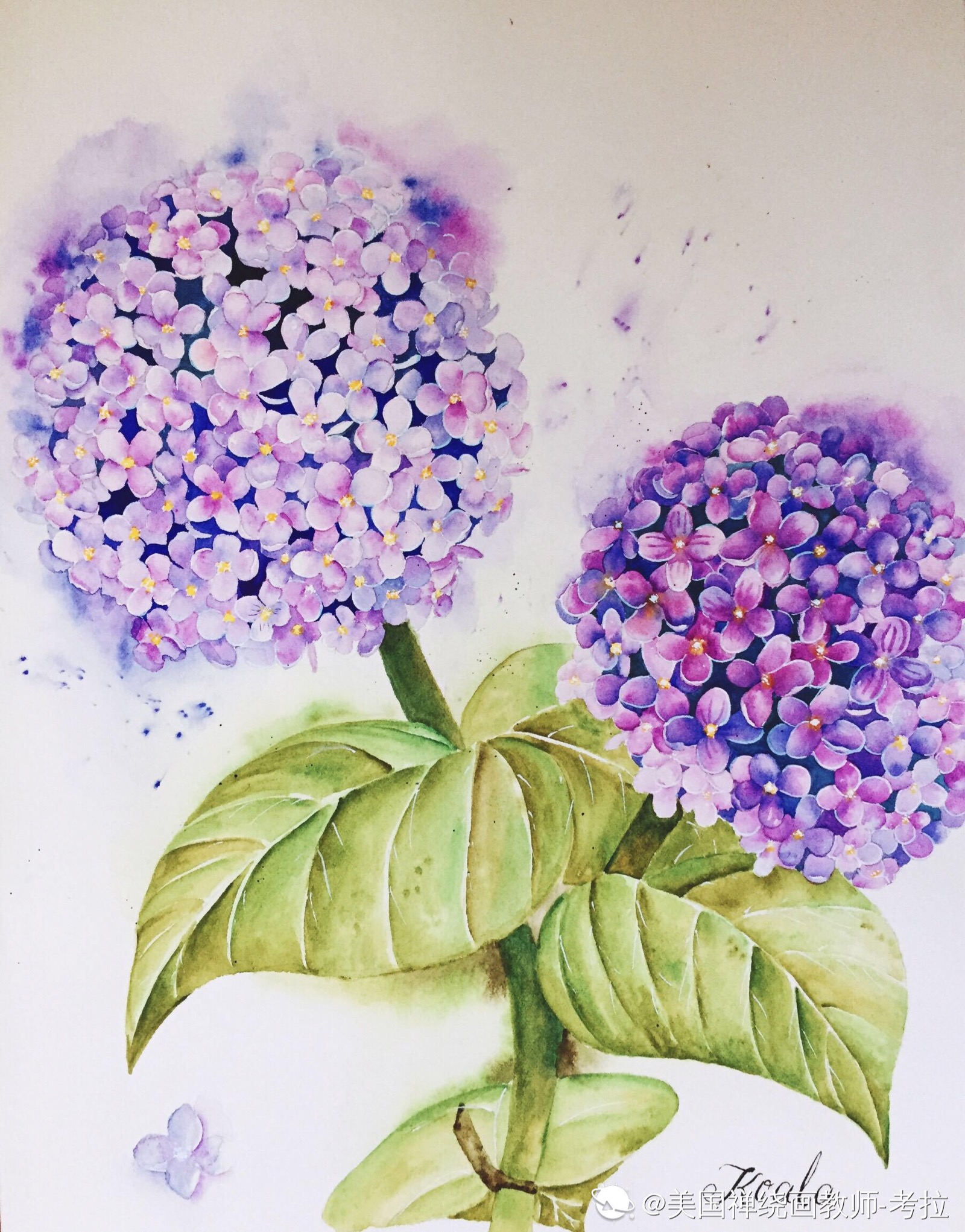 绣球花 