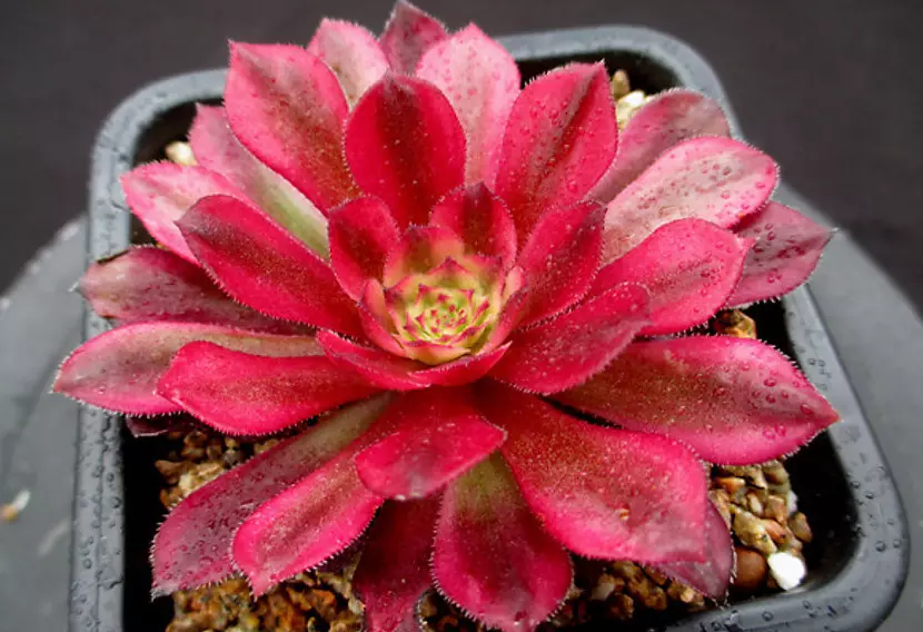 法师的生长最适宜的温度为20~25℃,冬季可耐5℃低温,低于5℃,容易出现