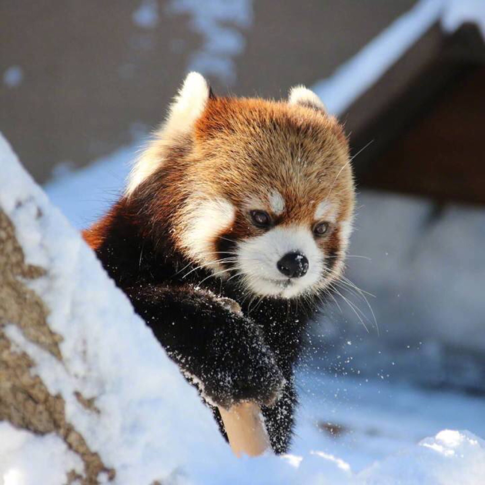 可爱的小熊猫啦