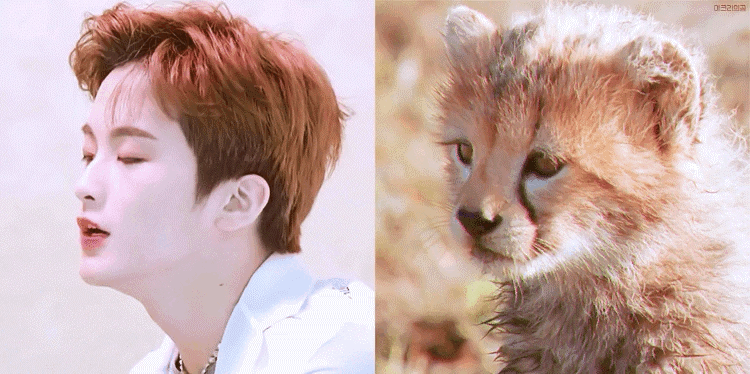 nct 李马克 mark 小狮子 截图 gif