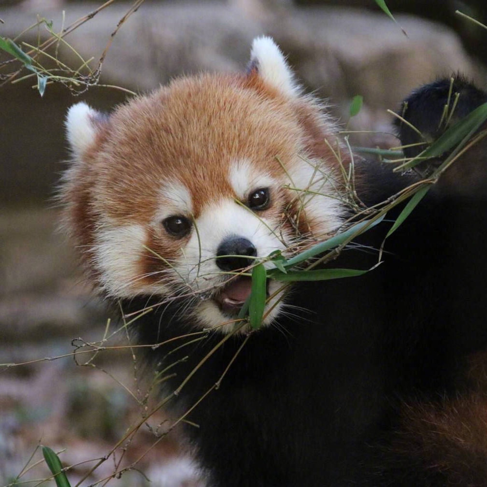 摄影师minatomirai镜头下円山动物园的小熊猫们,爱吃苹果,爱撒娇
